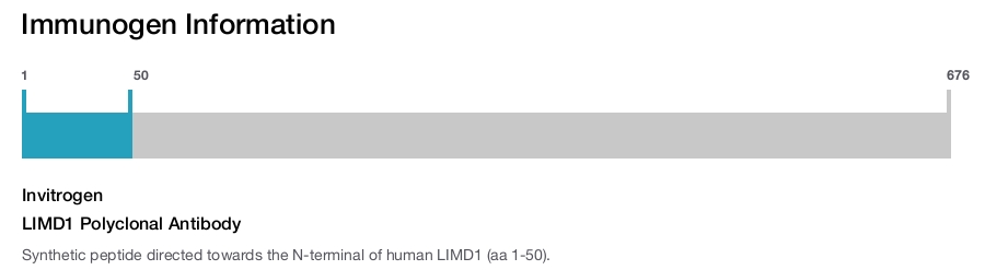 LIMD1 Polyclonal Antibody