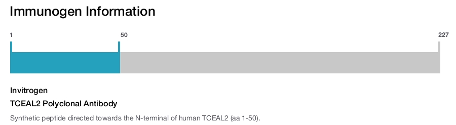 TCEAL2 Polyclonal Antibody