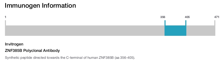 ZNF385B Polyclonal Antibody