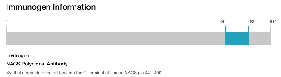 NAGS Polyclonal Antibody