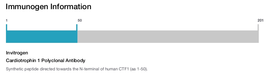 Cardiotrophin 1 Polyclonal Antibody