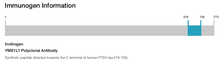 YME1L1 Polyclonal Antibody