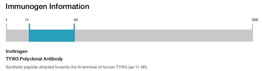 TYW3 Polyclonal Antibody