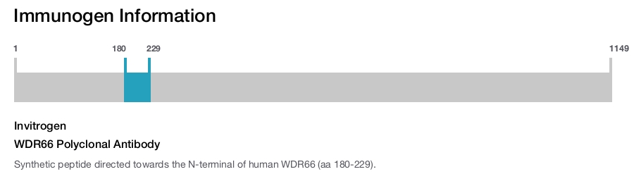 WDR66 Polyclonal Antibody