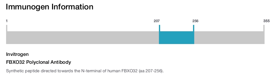 FBXO32 Polyclonal Antibody