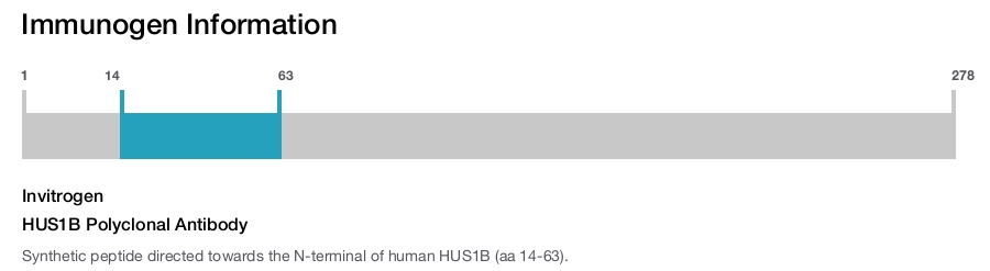 HUS1B Polyclonal Antibody
