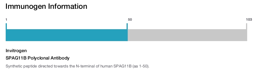 SPAG11B Polyclonal Antibody
