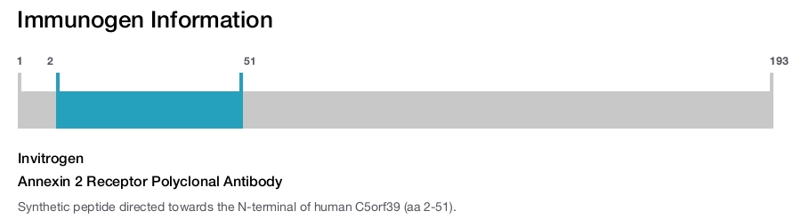 Annexin 2 Receptor Polyclonal Antibody