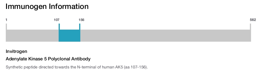 Adenylate Kinase 5 Polyclonal Antibody