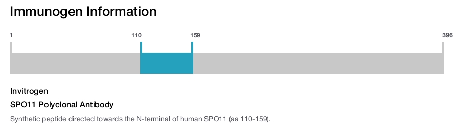 SPO11 Polyclonal Antibody
