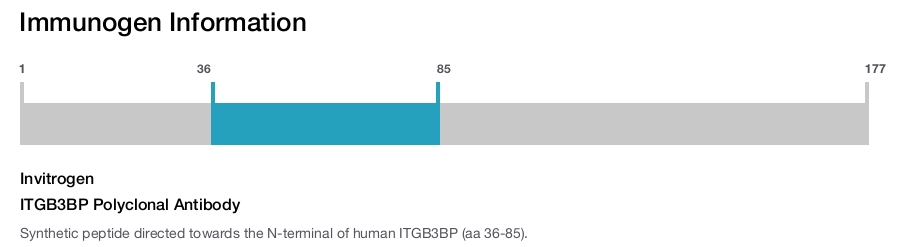 ITGB3BP Polyclonal Antibody