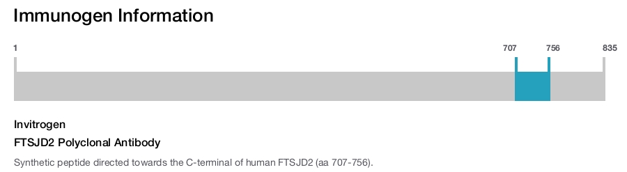 FTSJD2 Polyclonal Antibody