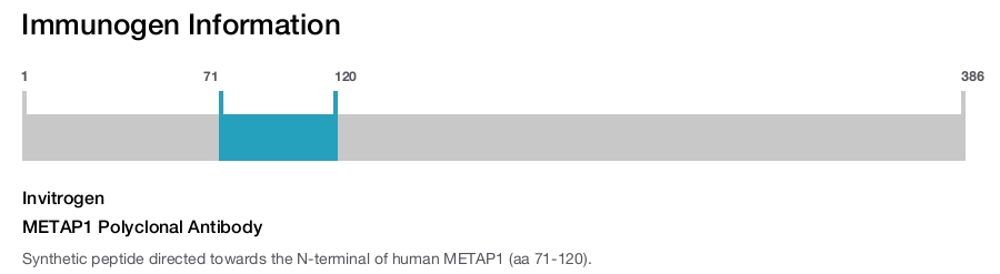 METAP1 Polyclonal Antibody