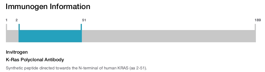 K-Ras Polyclonal Antibody