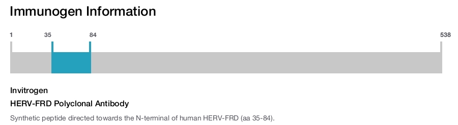 HERV-FRD Polyclonal Antibody