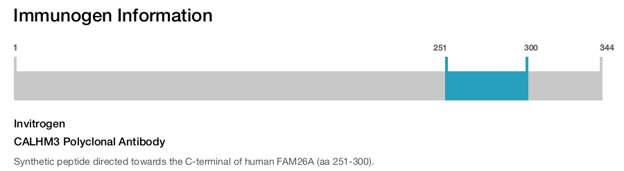CALHM3 Polyclonal Antibody