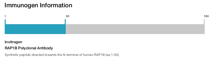 RAP1B Polyclonal Antibody