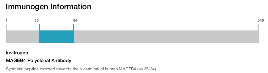 MAGEB4 Polyclonal Antibody