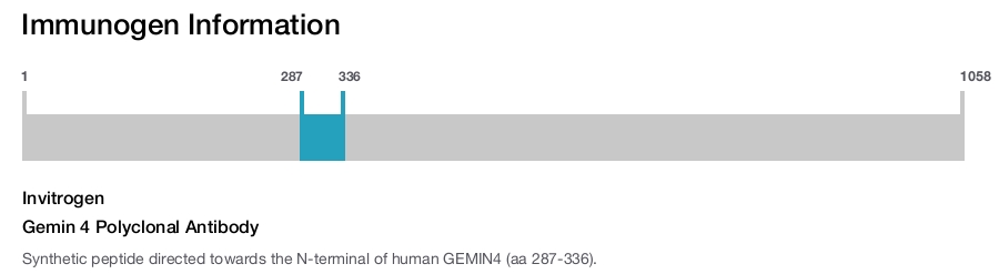 Gemin 4 Polyclonal Antibody