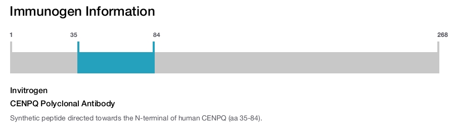 CENPQ Polyclonal Antibody