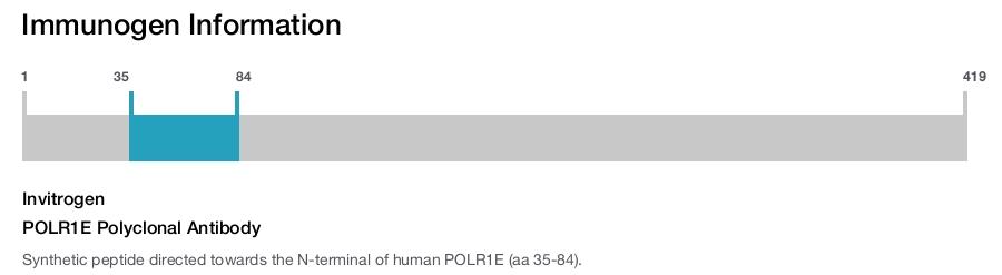 POLR1E Polyclonal Antibody