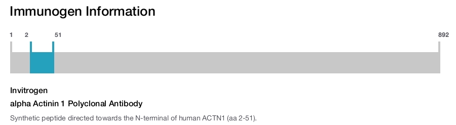 alpha Actinin 1 Polyclonal Antibody