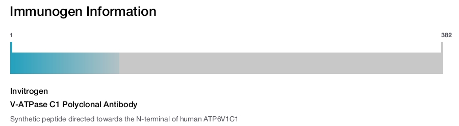 V-ATPase C1 Polyclonal Antibody