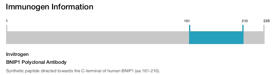 BNIP1 Polyclonal Antibody