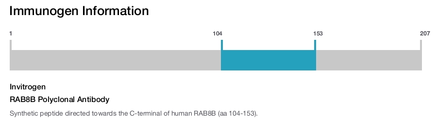 RAB8B Polyclonal Antibody