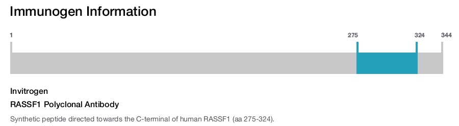 RASSF1 Polyclonal Antibody