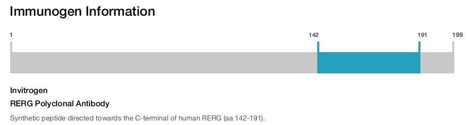RERG Polyclonal Antibody