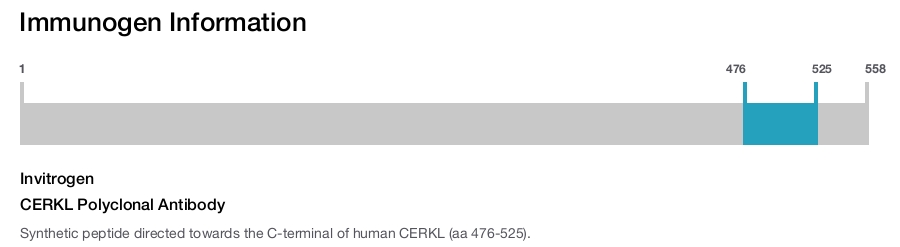 CERKL Polyclonal Antibody