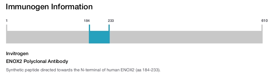 ENOX2 Polyclonal Antibody
