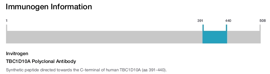 TBC1D10A Polyclonal Antibody