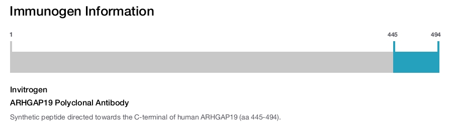 ARHGAP19 Polyclonal Antibody