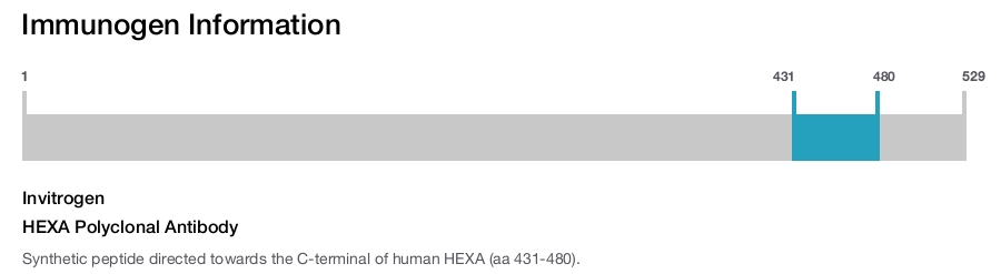HEXA Polyclonal Antibody