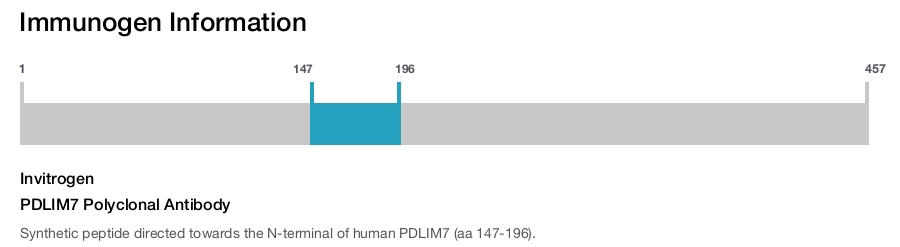 PDLIM7 Polyclonal Antibody
