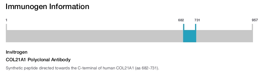 COL21A1 Polyclonal Antibody