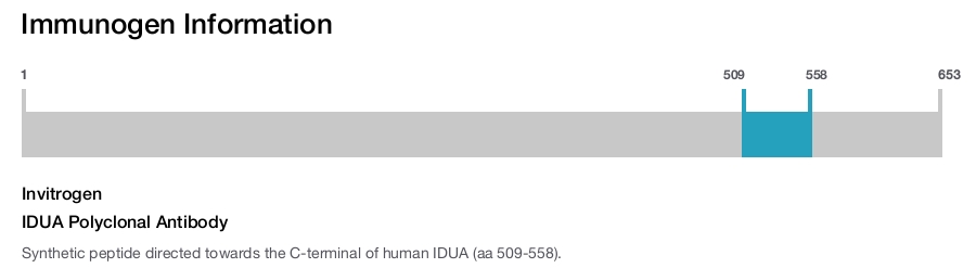 IDUA Polyclonal Antibody