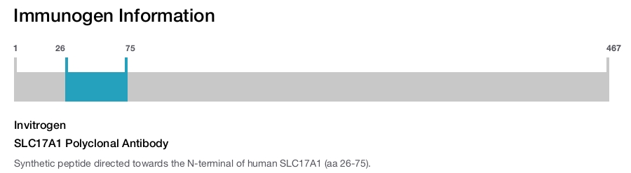 SLC17A1 Polyclonal Antibody