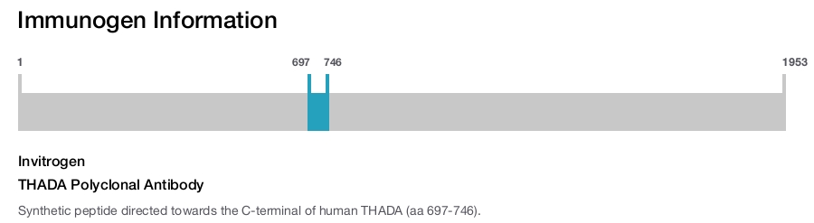 THADA Polyclonal Antibody