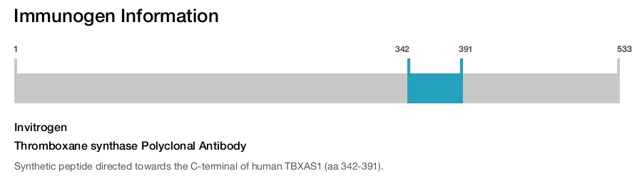 Thromboxane synthase Polyclonal Antibody