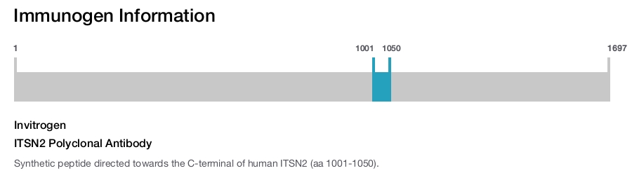 ITSN2 Polyclonal Antibody