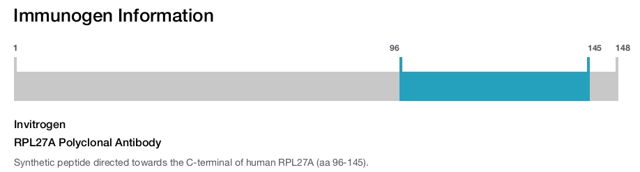 RPL27A Polyclonal Antibody