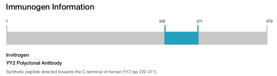 YY2 Polyclonal Antibody