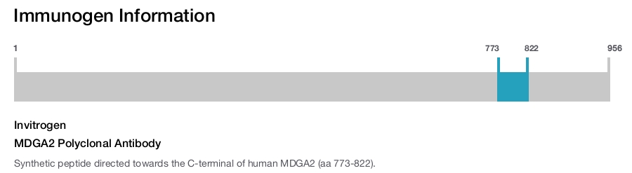 MDGA2 Polyclonal Antibody
