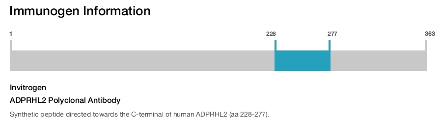 ADPRHL2 Polyclonal Antibody