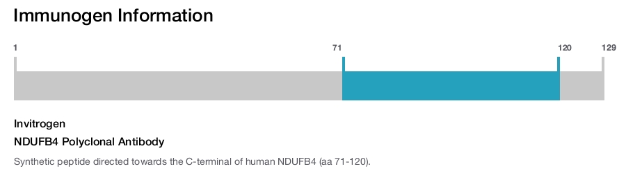NDUFB4 Polyclonal Antibody
