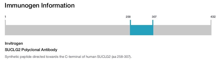 SUCLG2 Polyclonal Antibody