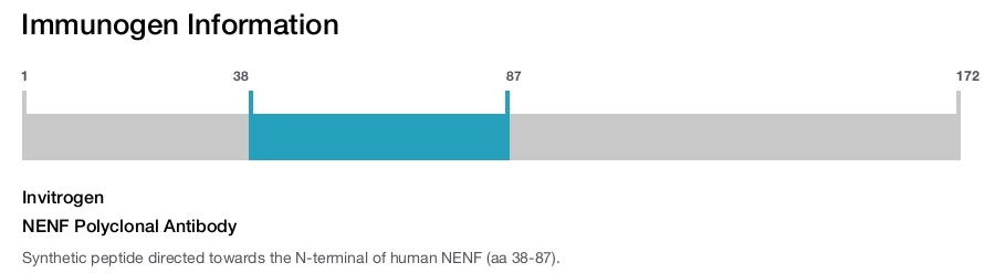 NENF Polyclonal Antibody